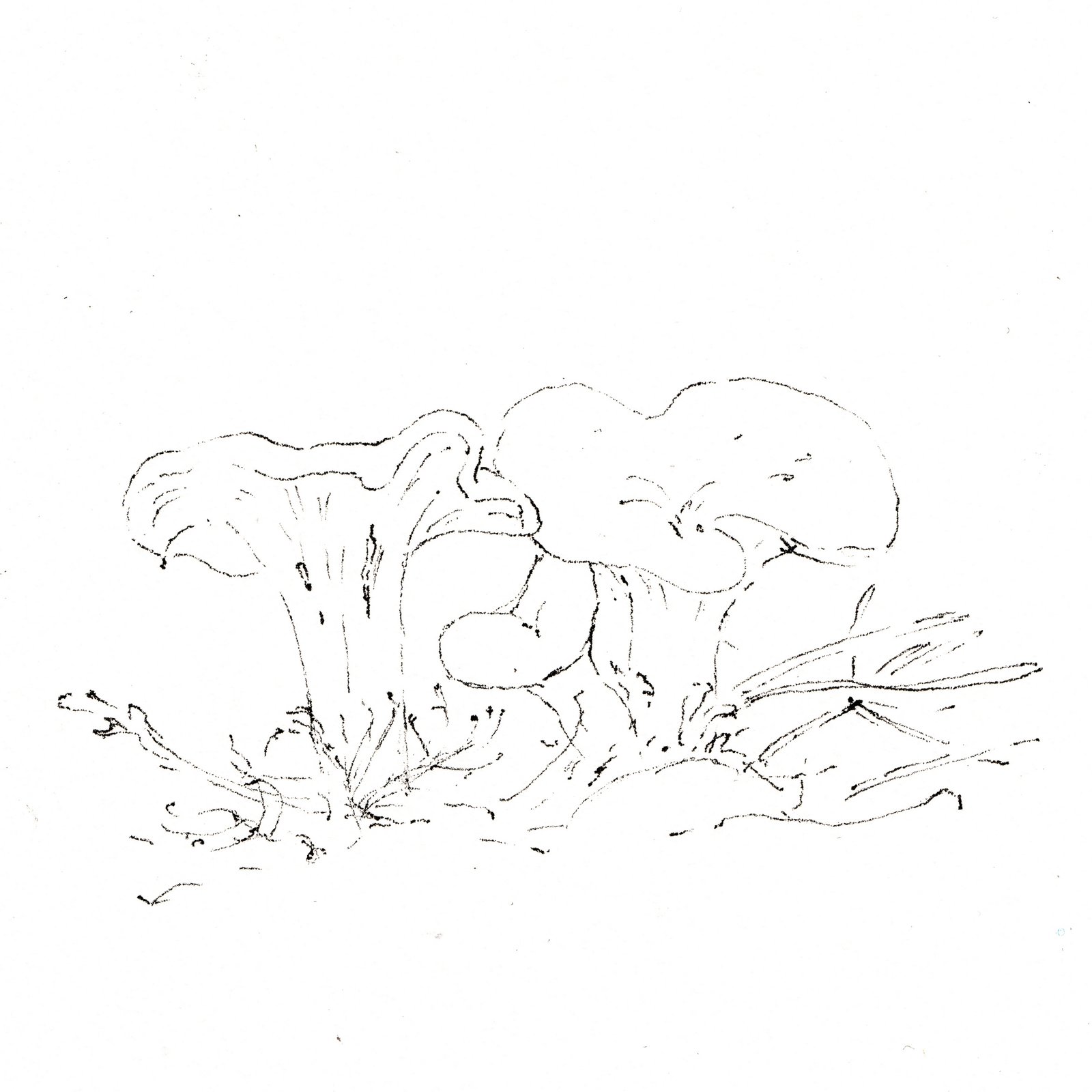 "Stop, listen and look. There is no other way to truly understand nature and its smallest creatures."